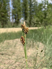 Carex raynoldsii