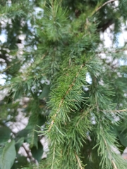 Larix sibirica