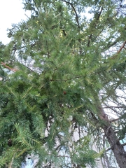 Larix sibirica