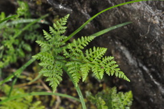 Cystopteris montana