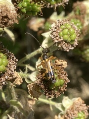 Xestoleptura