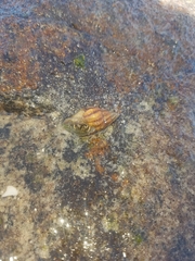 Peristernia reincarnata