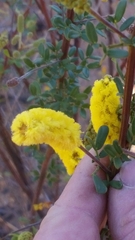 Acacia drummondii