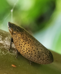 Plinia punctipennis
