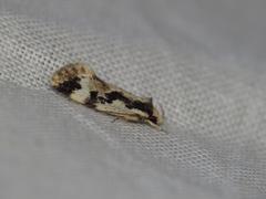 Machetis versatrix