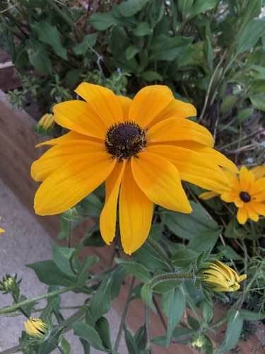 photo of Black-eyed Susans And Coneflowers (Rudbeckia)