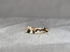 Machetis versatrix