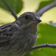 Emberiza variabilis