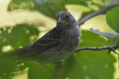 Emberiza variabilis