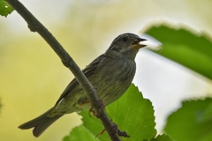 Emberiza variabilis