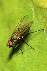 Anthomyia liturata