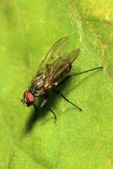 Anthomyia liturata