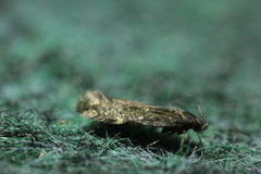 Aproaerema anthyllidella