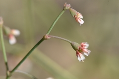 Eriogonum nutans glabratum
