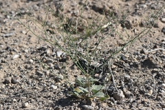 Eriogonum nutans glabratum