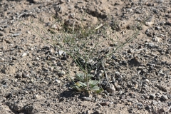 Eriogonum nutans glabratum