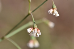 Eriogonum nutans glabratum