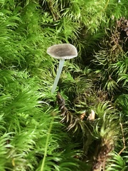 Hydropus praedecurrens