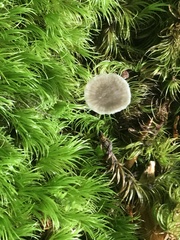 Hydropus praedecurrens