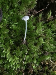 Hydropus praedecurrens