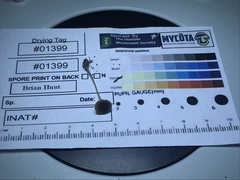 Hydropus praedecurrens