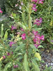 Impatiens glandulifera