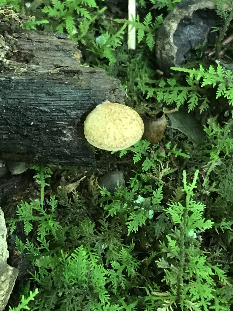 Saffron Crep from Albert Johnson Rd, Nashville, IN, US on July 12, 2021 at 0654 PM by Brian