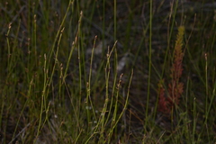 Sporadanthus interruptus