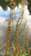 Rumex hydrolapathum