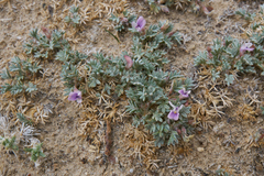 Astragalus kentrophyta tegetarius