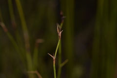 Sporadanthus interruptus