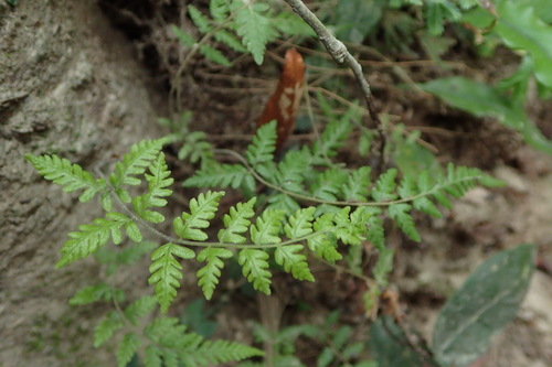 Thelypteris angustifrons iNat (2)