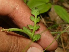 Botrychium michiganense