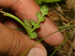 Botrychium michiganense