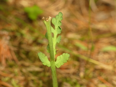 Botrychium michiganense