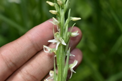 Platanthera dilatata albiflora