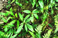 Lysimachia ardisioides