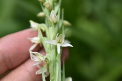 Platanthera dilatata albiflora