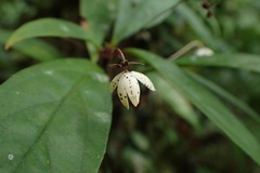 Lysimachia ardisioides