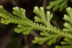 Selaginella involvens