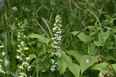 Platanthera dilatata albiflora