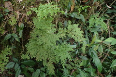 Selaginella involvens