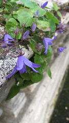 Campanula poscharskyana