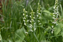 Platanthera dilatata albiflora