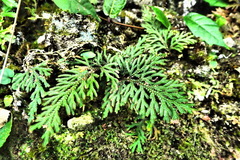 Selaginella involvens