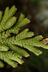 Selaginella involvens