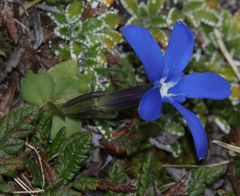 Gentiana brachyphylla brachyphylla