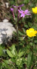 Primula halleri