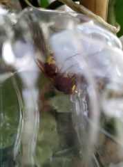Vespa orientalis