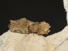 Antithemerastis acrobela